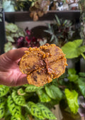 Sticky toffee cookie (vg)