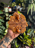 Sticky toffee cookie