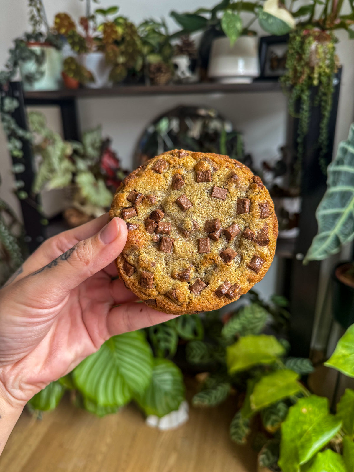 Classic choc chip cookie