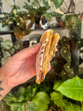 Cinnamon roll cookie (vg)