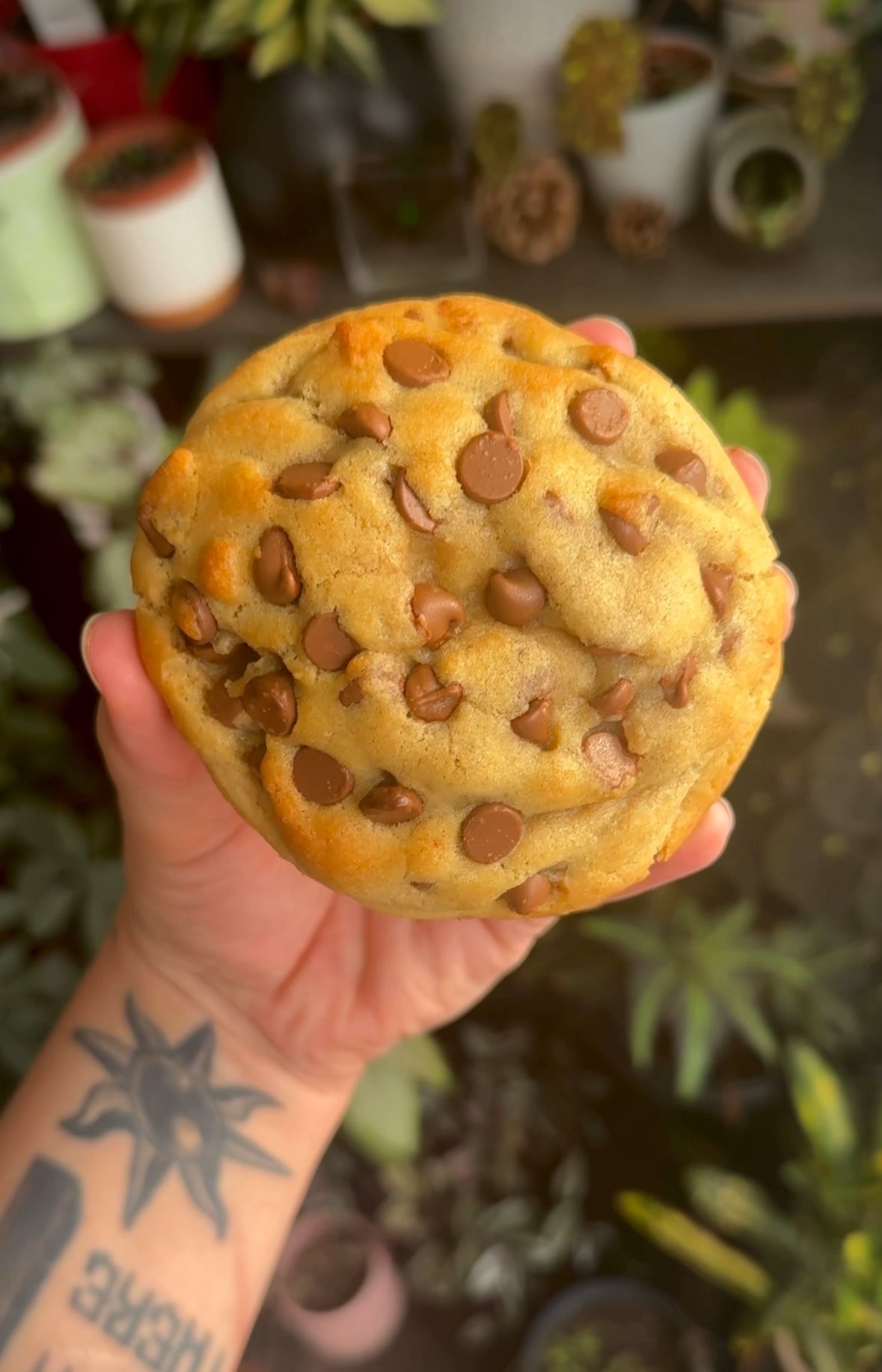 Classic choc chip cookie