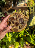 Classic choc chip cookie