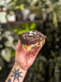 Oreo mucky slut (vg)